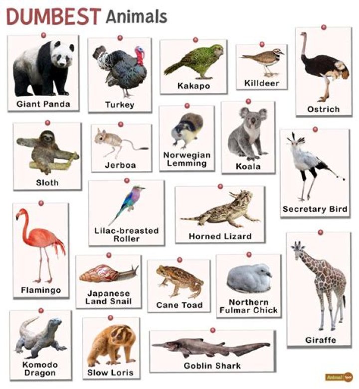 Dumbest Animal In The World